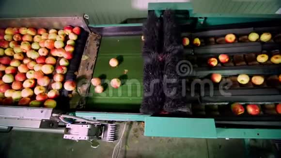 一个工厂的设备用于清洗干燥和分拣苹果食品工业的工业生产设施视频的预览图