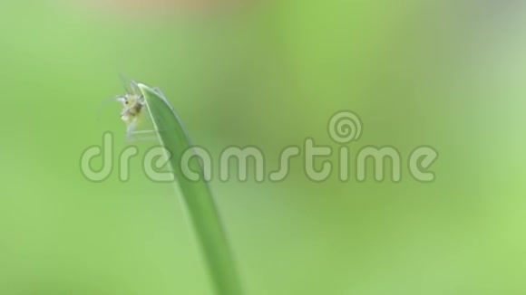 一只绿色的小蚱蜢坐在草叶上视频的预览图