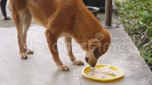 吃食物的棕色狗视频的预览图