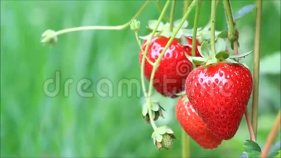 新鲜的红草莓视频的预览图