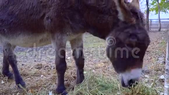 驴子吃干草把脸拉到镜头前视频的预览图