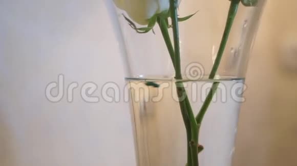 在装有水的玻璃花瓶里特写玫瑰视频的预览图