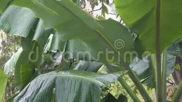 热带暴雨下的香蕉树视频的预览图