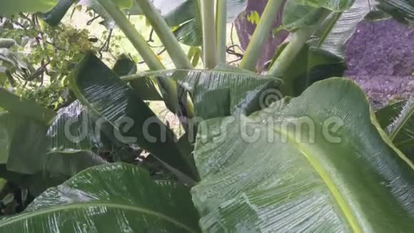 热带暴雨下的香蕉树视频的预览图