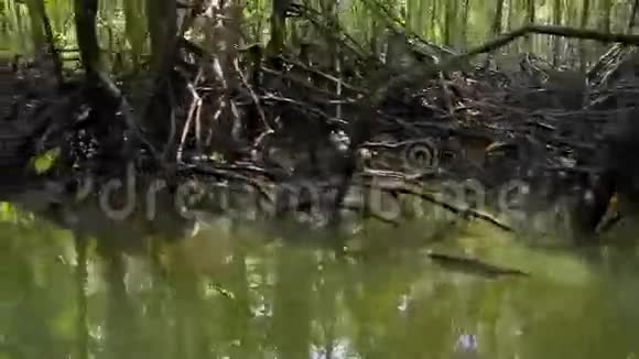 水上生长的森林视频的预览图