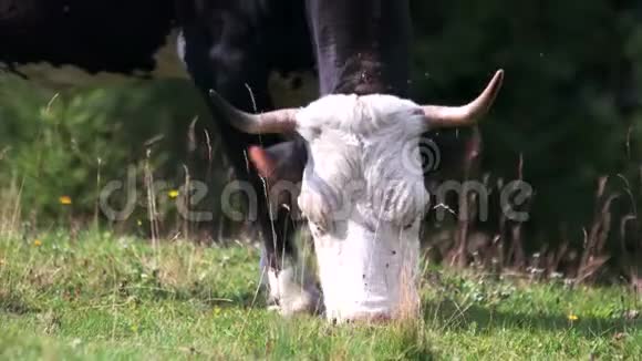 夏天在牧场上吃草的牛视频的预览图