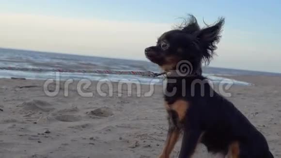 一只玩具狗在一个大湖的岸边散步狗和沙子被傍晚的日落照亮视频的预览图