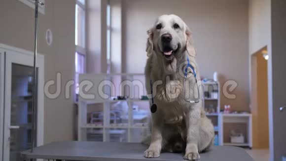 带听诊器坐在宠物诊所的猎犬视频的预览图