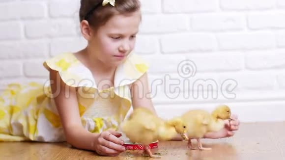 一个穿着黄色裙子的小可爱女孩正在和三只黄色的小鸭子玩用草药喂它们小鸭子视频的预览图