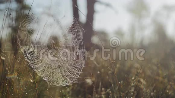 在草原上的蜘蛛网视频的预览图