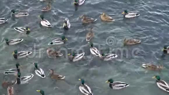 许多鸭子在结冰的池塘里游泳视频的预览图