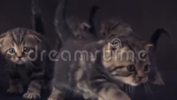 苏格兰青蛙品种的小猫在黑色背景股票视频视频的预览图