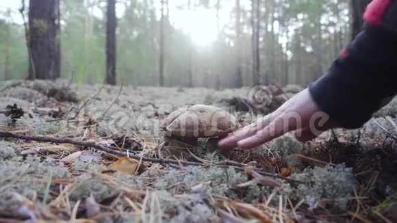 特写镜头对准用刀切蘑菇的人视频的预览图