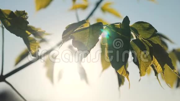 枝树枫叶蓝天夕阳下的阳光枫树的生活方式枝绿叶在风中摇曳视频的预览图