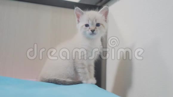 可爱可爱的小白猫坐在卧室的床上蓝色悲伤眼睛的小猫宠物小猫小猫视频的预览图