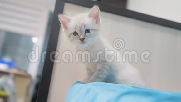 小可爱可爱的白色小猫坐在卧室的床上小猫宠物蓝色悲伤的眼睛生活方式视频的预览图