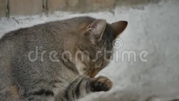 院子里无家可归的野猫坐在街上舔一只爪子在户外视频的预览图