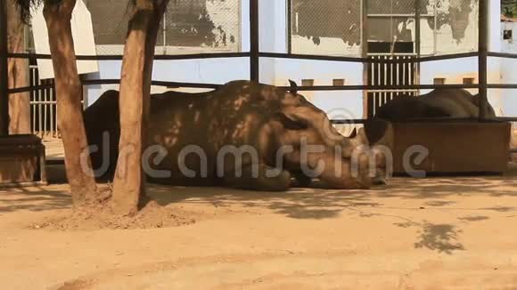 公园里的犀牛视频的预览图