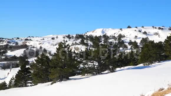 雪域高原的松林视频的预览图