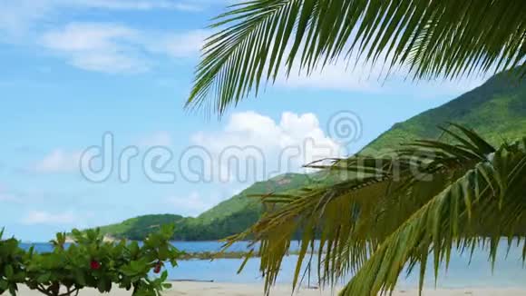 海岸上的热带树木棕榈树的树枝菲律宾泰国视频的预览图