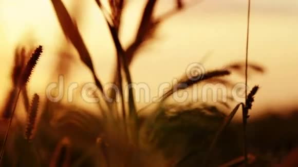 草原草和日落4K视频的预览图