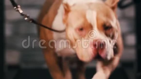 健身动机笑话成年狗在跑步机上跑步做有氧运动很酷的聪明宠物录像带视频的预览图