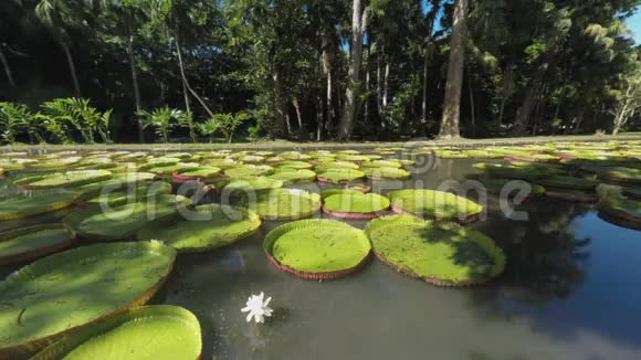 毛里求斯公园和池塘有巨大的百合垫视频的预览图