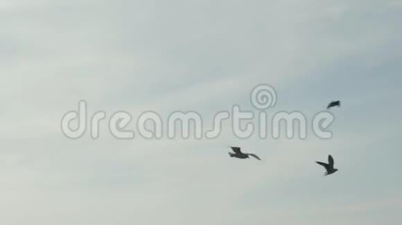海鸥群在天空飞翔视频的预览图
