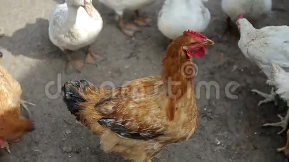 鸡红鸡鸡吃视频的预览图