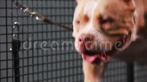健身动机搞笑笑话成年狗在跑步机上做有氧运动很酷的宠物录像片段视频的预览图