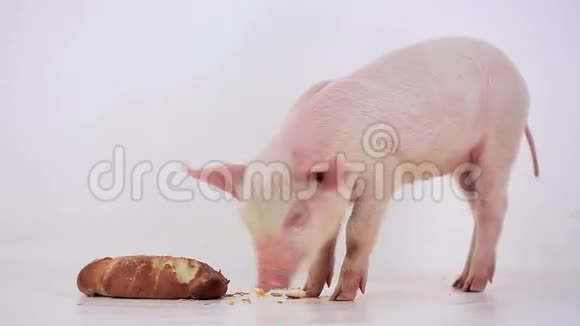 猪吃面包视频的预览图
