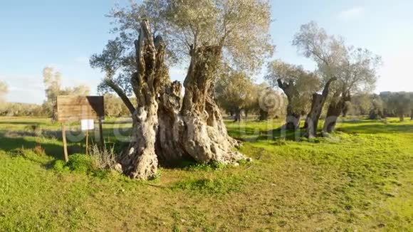 橄榄树的女王几个世纪前的树由理查德莱昂心王种植冬天的风景在古老的花园里在保护之下视频的预览图