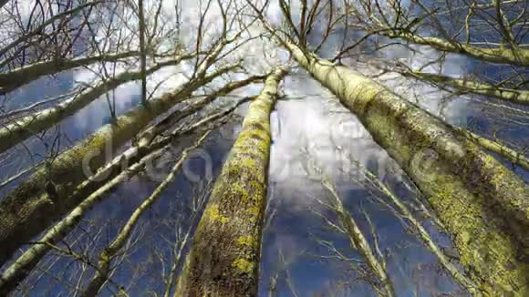 春天森林和云彩中的白杨树树干时间流逝4K视频的预览图