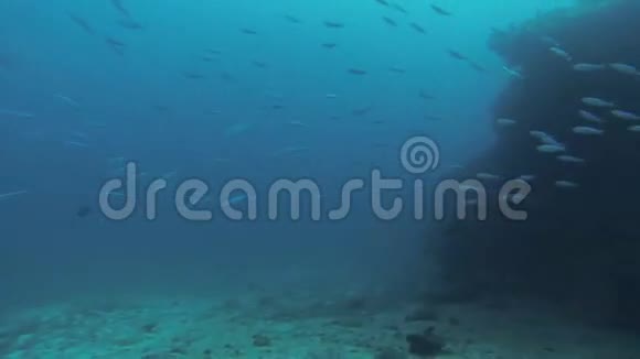 潜水员带着甲虫在水下游泳深度一群鱼狂野的生活视频的预览图