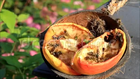 蜜蜂收集苹果水果视频的预览图