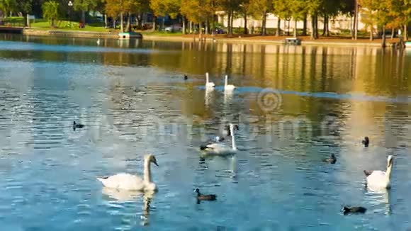 尤拉湖和公园里的白色天鹅视频的预览图