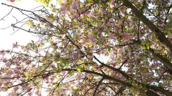 樱花树花瓣飘落视频的预览图