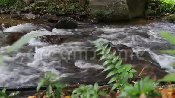 清洁森林的淡水小山河山里的水冬天森林里的河流国家公园Tok皇家职业介绍所视频的预览图