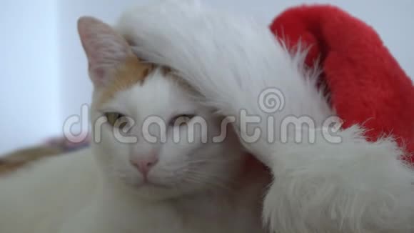 圣诞老人帽子里的白猫和姜猫视频的预览图