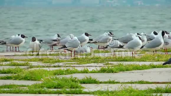 海鸟海鸥和鸽子飞行动物视频的预览图