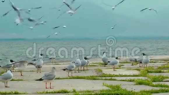 海鸟海鸥和鸽子飞行动物视频的预览图