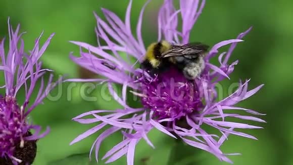 紫花上的大黄蜂视频的预览图