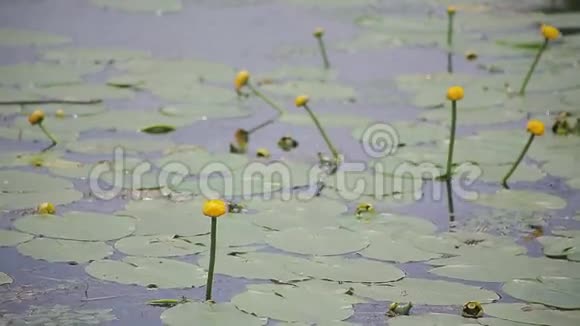 湖上有绿叶的睡莲视频的预览图