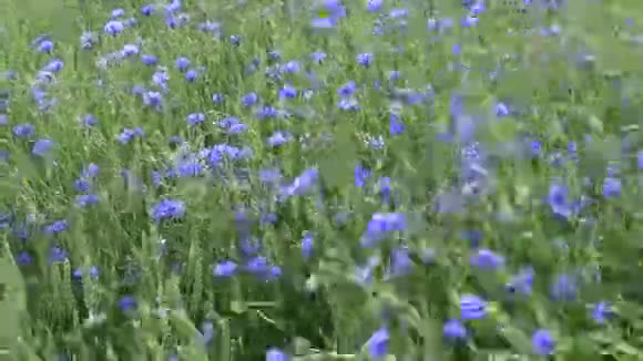 在麦田里飘着许多蓝色的矢车菊视频的预览图