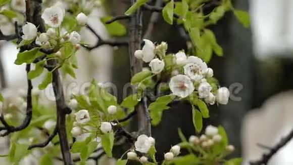 春雨落在梨树上春暖花开视频的预览图