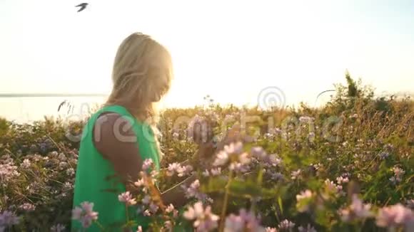 年轻的金发女人在田野里散步晚上摘野花视频的预览图