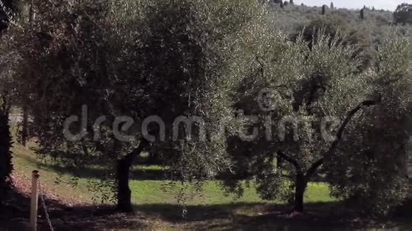 托斯卡纳山坡上的橄榄树和葡萄园视频的预览图