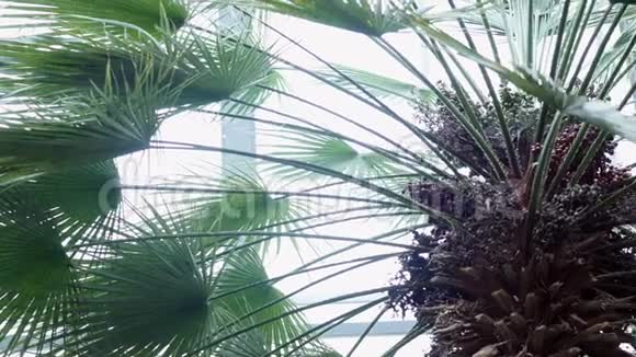 在植物园里发现的棕榈树又大又长的绿叶视频的预览图