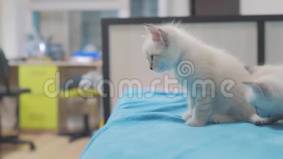 可爱可爱的小白猫坐在卧室的床上蓝色悲伤眼睛的小猫宠物小猫小猫视频的预览图