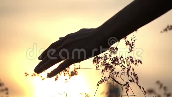 手中的雌性触摸日落慢速草地视频的预览图